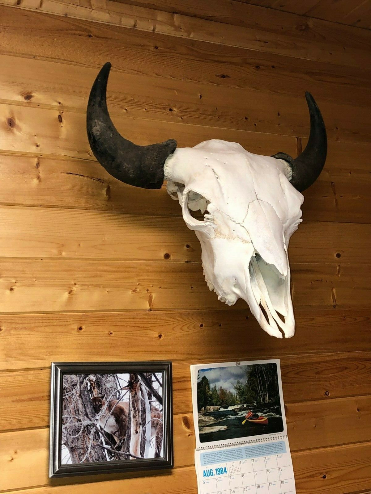 Heavy Duty Skull Hanger Bracket for Buffalo, Elk, Moose, Cattle Displays