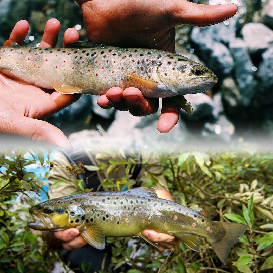 Artificial Fly Fishing Bait Lures Set for Trout Bass Wet Dry Flies Assortment