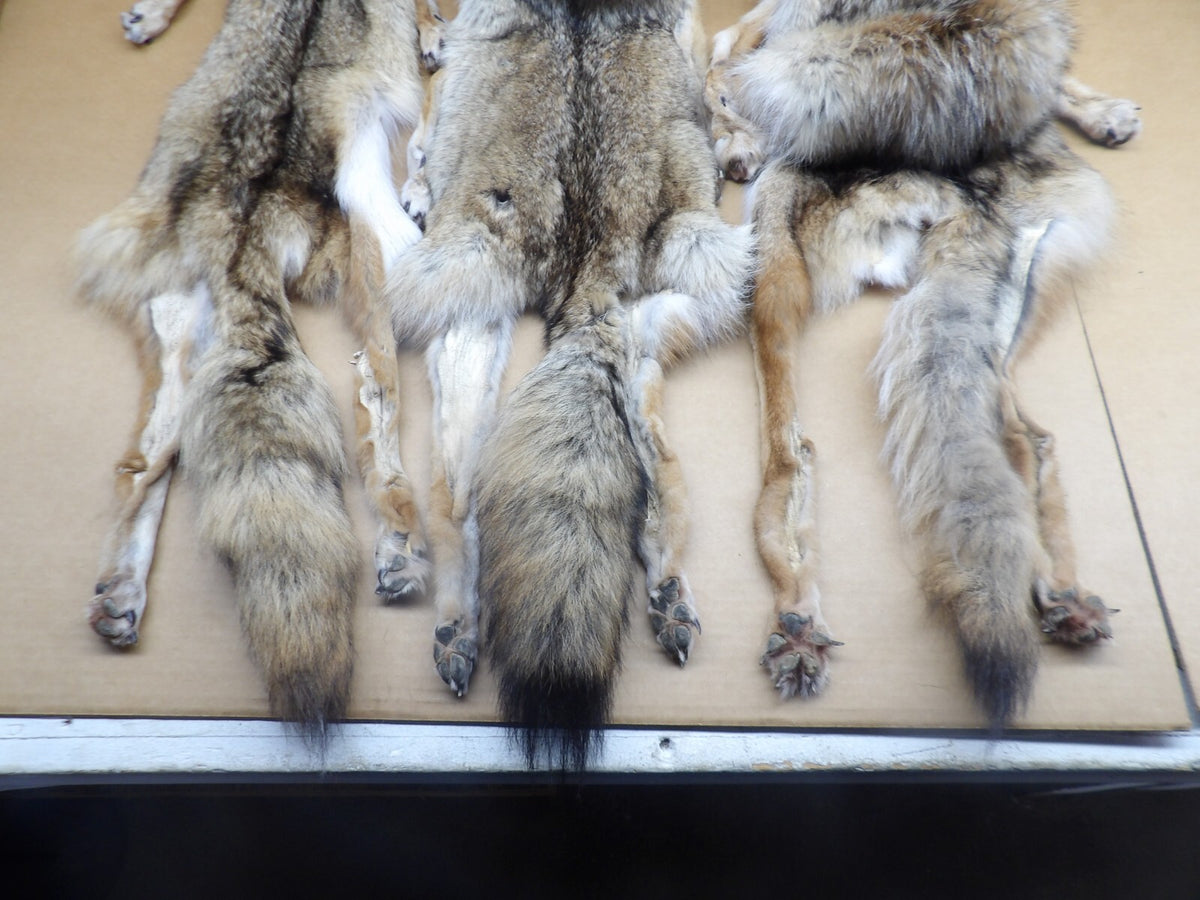 Prime XL Semi-Heavy Coyote Hide with Full Tail & All 4 Feet Wall Decor