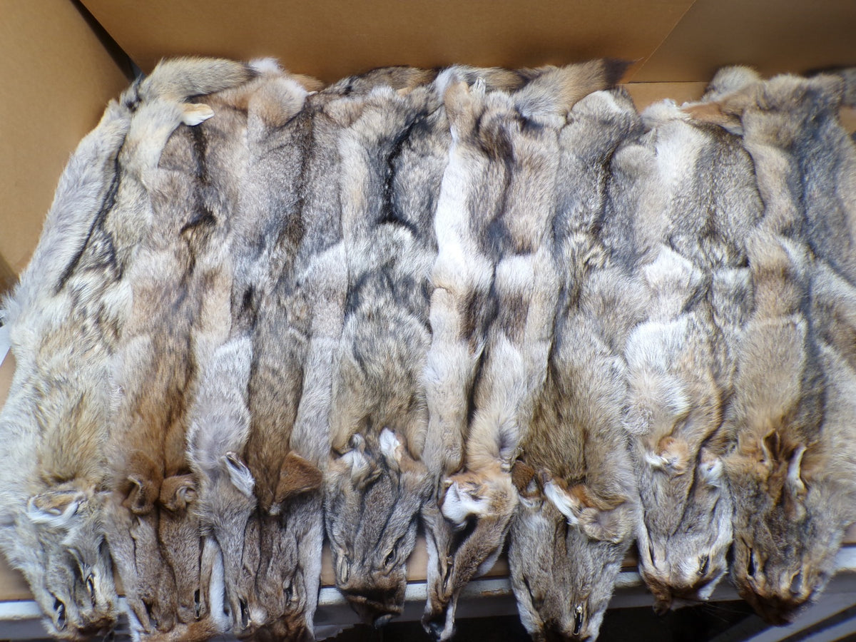 Professionally Tanned Eastern Coyote Hide - Fur & Leather for Crafting or Taxidermy