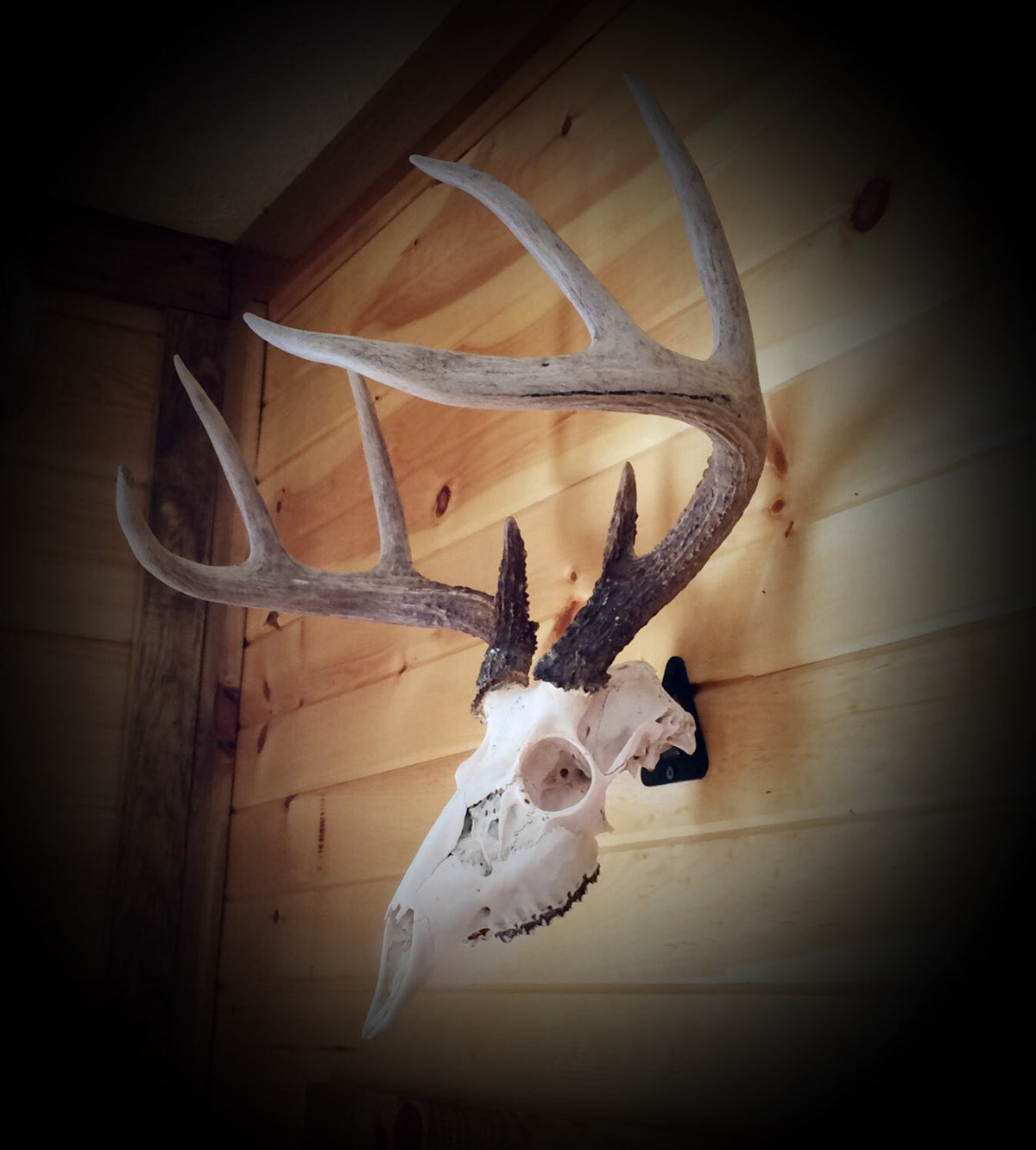 European Skull Mount Hanger - Deer Trophy Wall Hook for Taxidermy