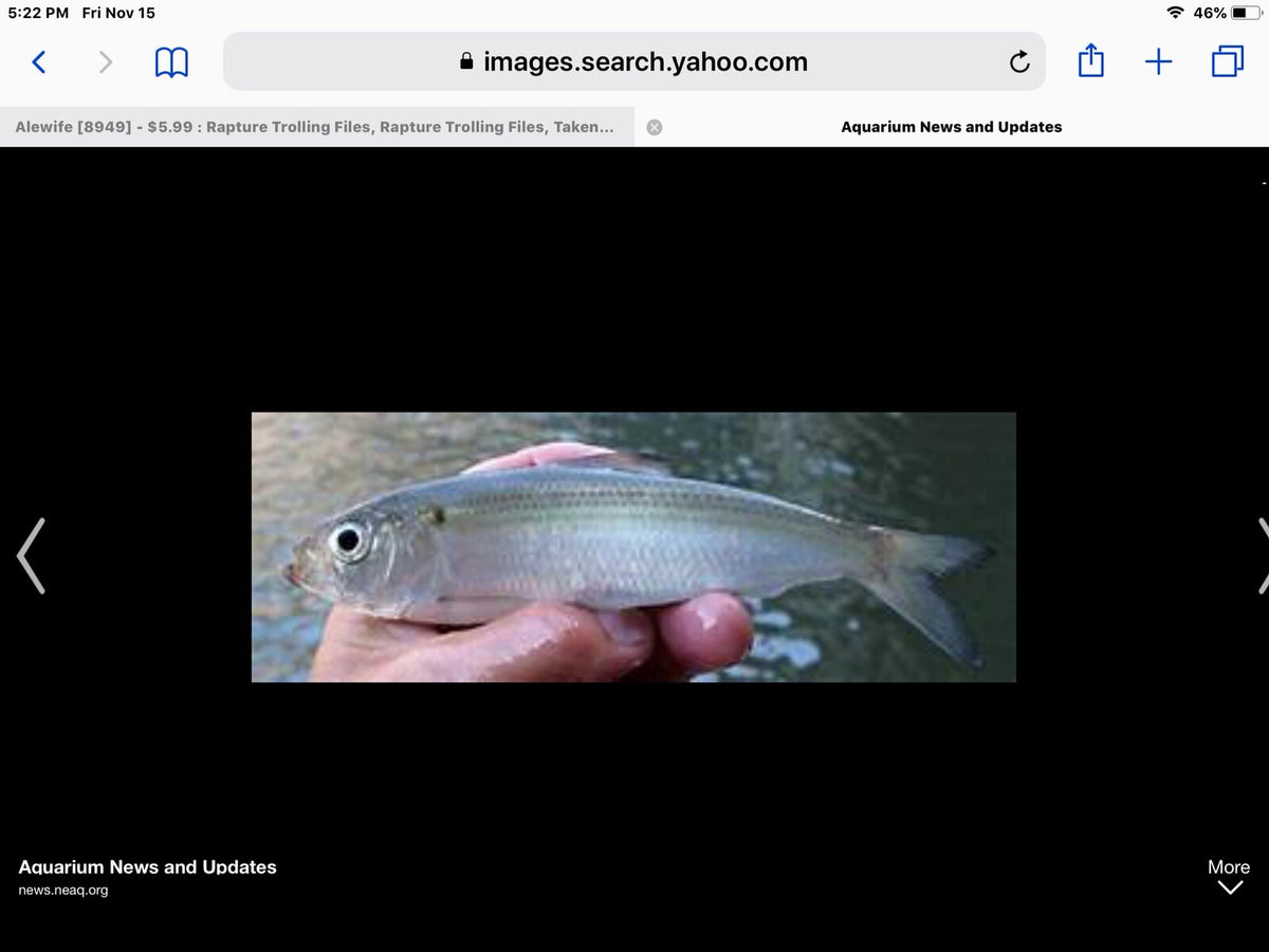 Salmon Trolling Flies Pack of 3 Unrigged Real Alewife Series for Fishing