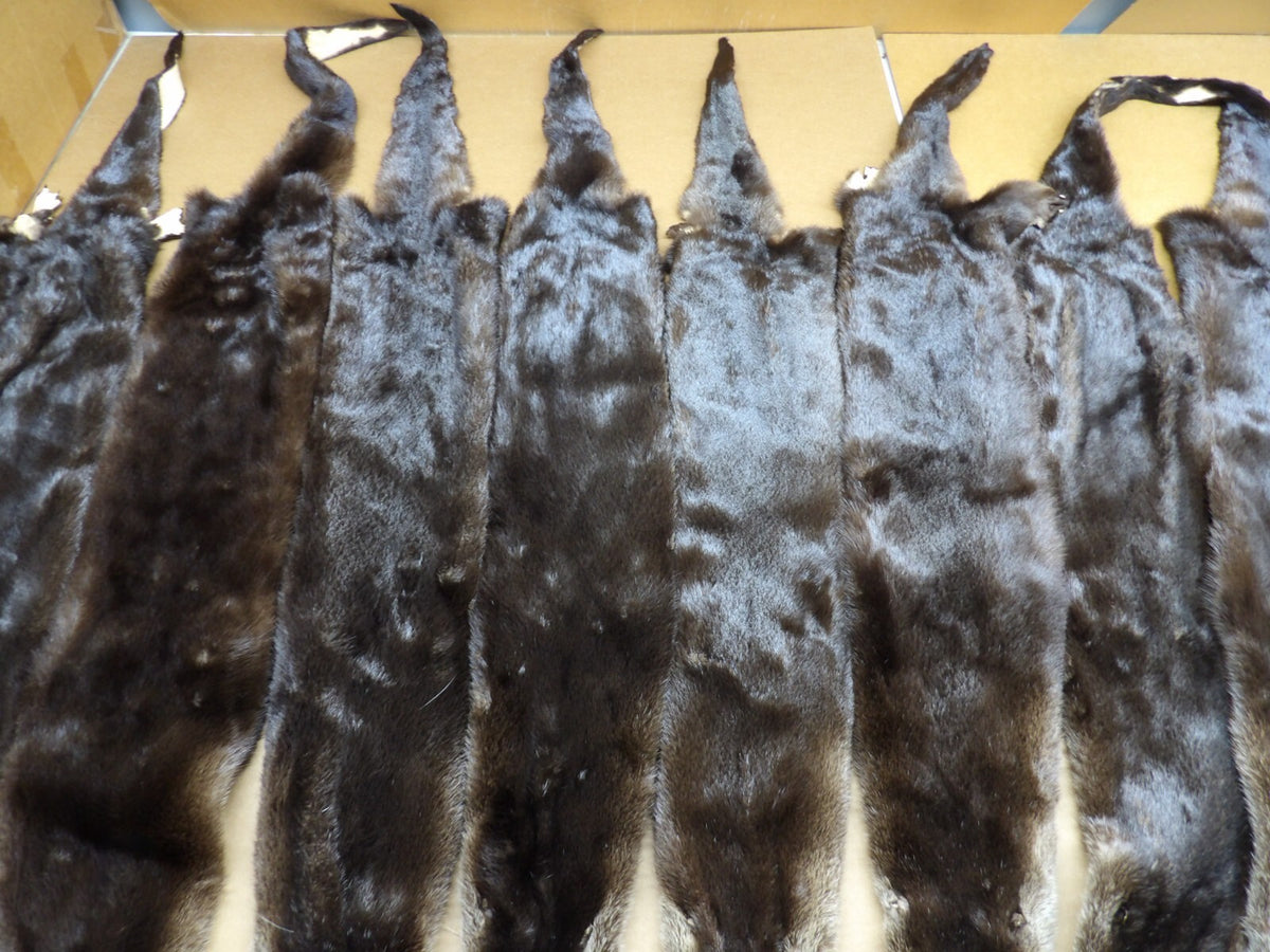 North American XXL Dark River Otter Pelts - Professionally Tanned Furs