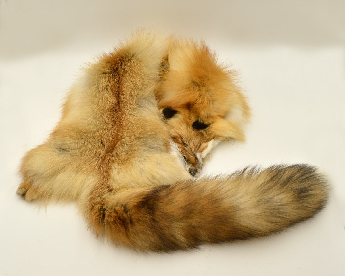 Western Heavy Red Fox Fur Pelts - Medium Grade for Décor & Crafting