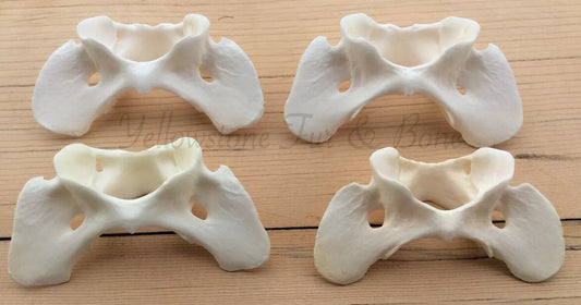 4 Coyote Atlas Vertebrae - Canis latrans Small Animal Skeleton Bones