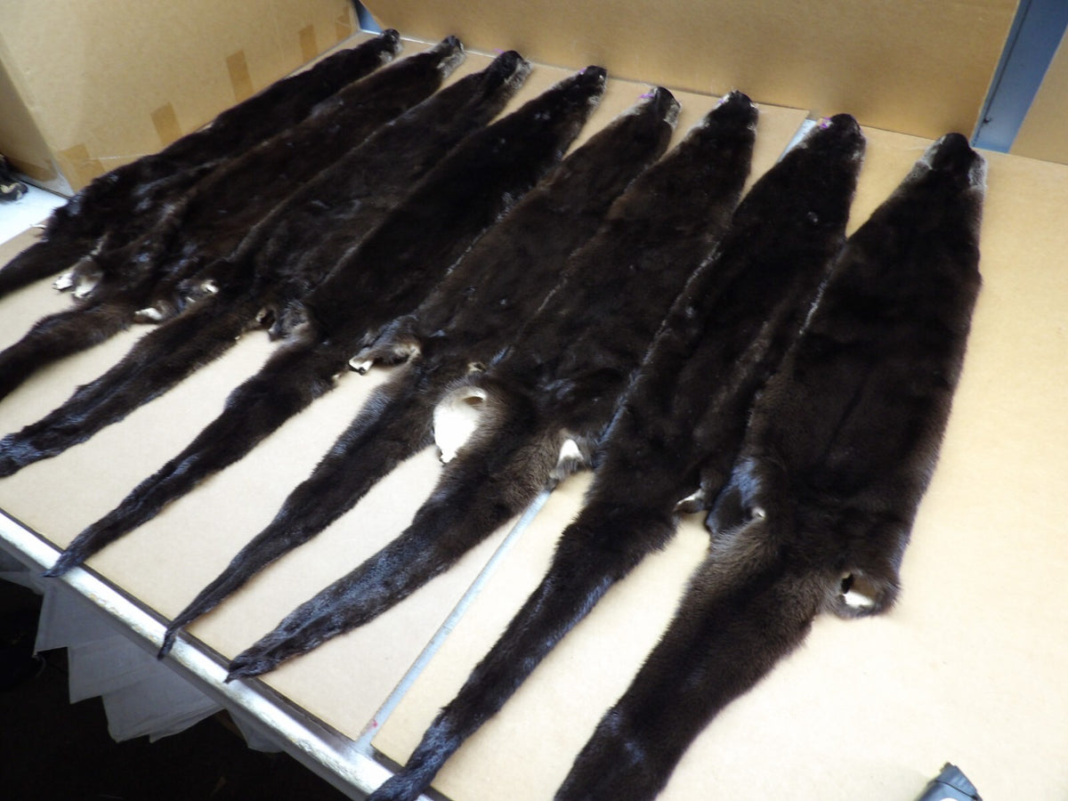 North American XXL Dark River Otter Pelts - Professionally Tanned Furs
