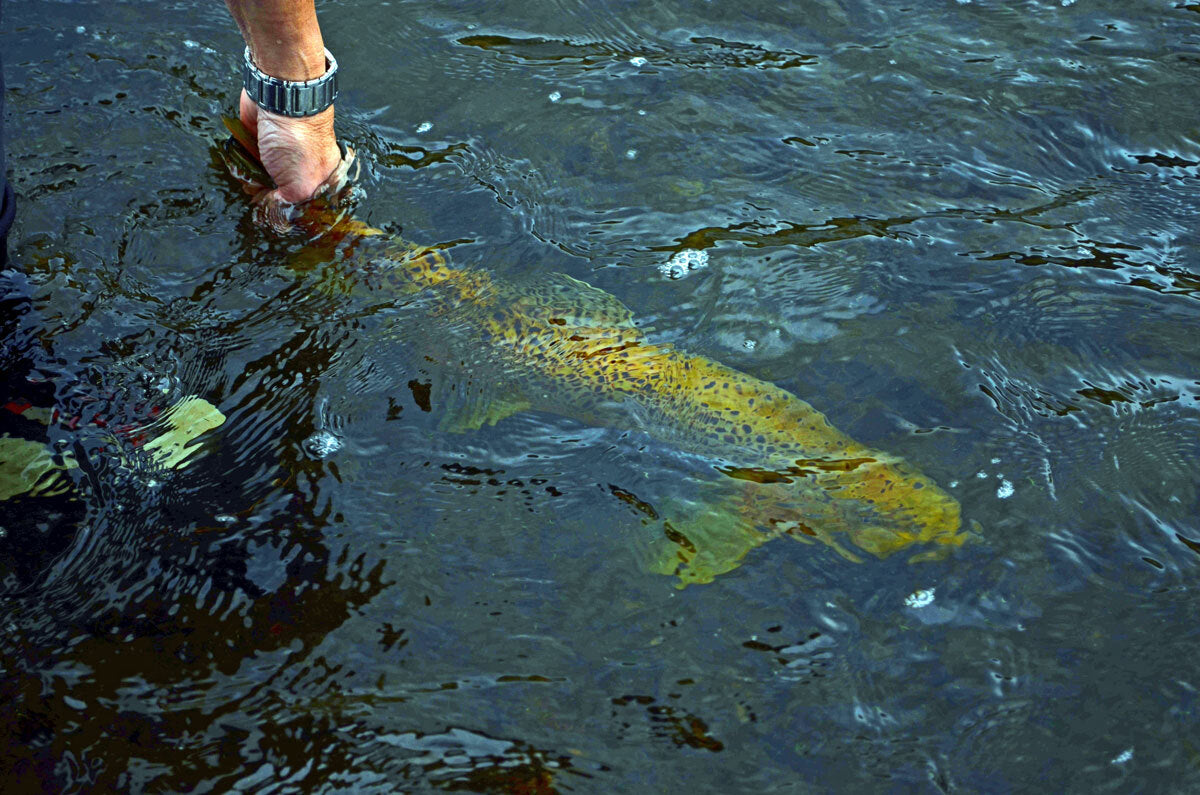 Premium Trout Fly Fishing Flies Olive Nymph Emergers - Guide Tied