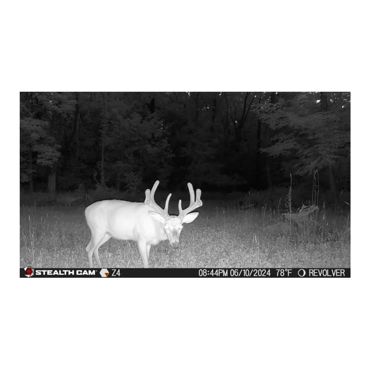 Trail Camera with Solar Battery Pack - 360° Detection, 0.4-Second Trigger