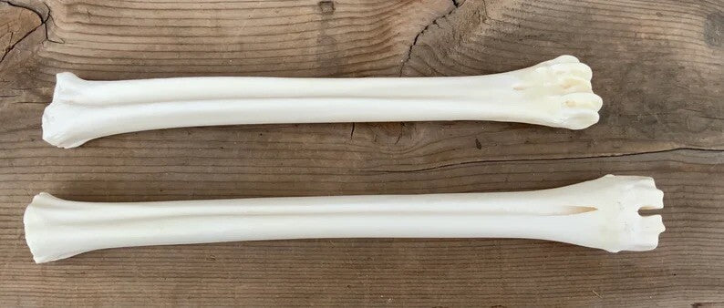 Deer Leg Cannon Bones - 8-11 Inch Metacarpal & Metatarsal Bones for Crafts