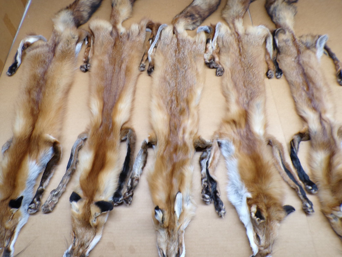 Red Fox Fur Hides with 4 Feet Attached - Tanned Wall Decor & Craft Material