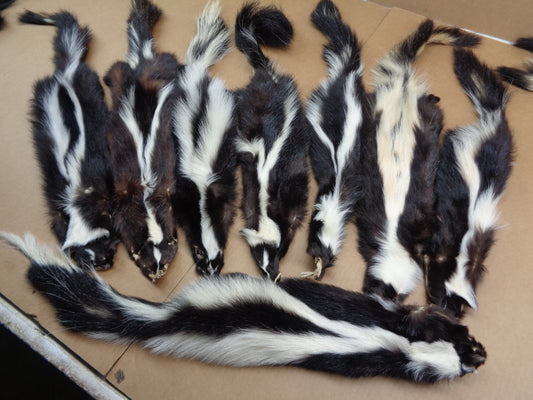 Medium Tanned Striped Skunk Hide Wall Decor Gift Prank
