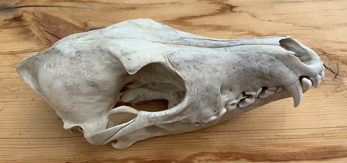 Authentic Montana Coyote Skull - Nature Cleaned, Real Taxidermy Display