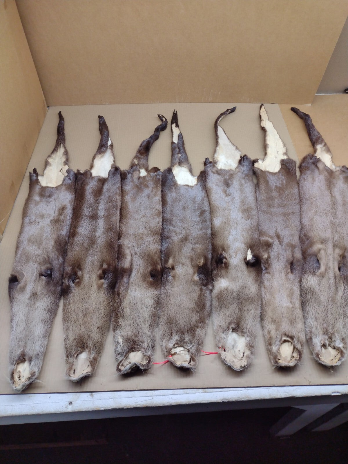 North American River Otter Pelt - Tanned XL #1 Grade Fur for Crafts & Decor