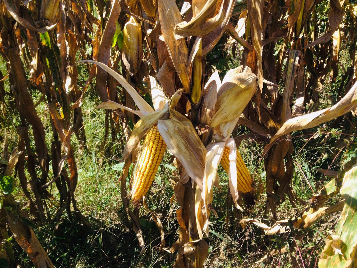 Shelled Corn for Animals & Crafts - Deer Feed, Chicken, Small Pets, Arts & Crafts