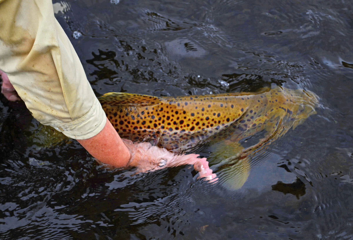 Premium Trout Fly Fishing Flies Olive Nymph Emergers - Guide Tied
