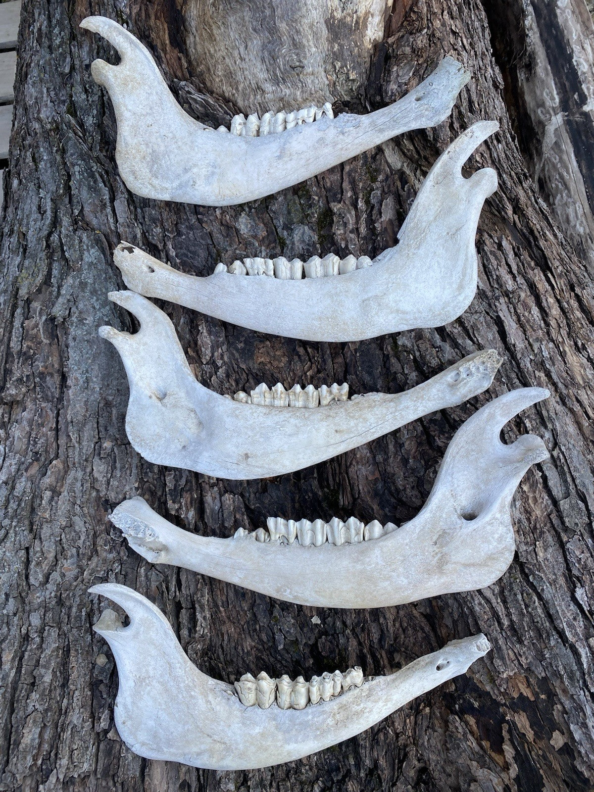 Large Buffalo/Bison Jaw Bones Log Cabin Decor - 16 Inches