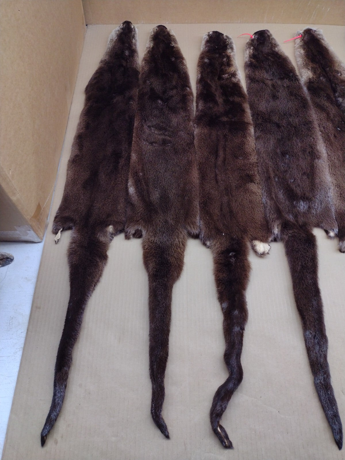 North American River Otter Pelt - Tanned XL #1 Grade Fur for Crafts & Decor