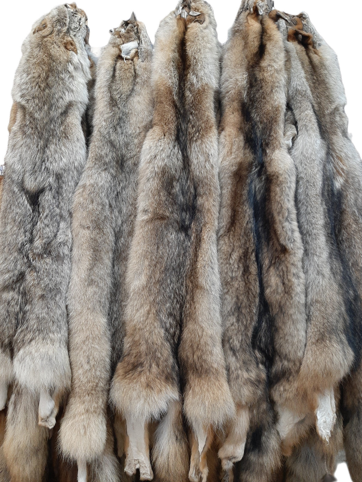 Eastern Coyote Pelt 55-60 Inch - Premium, Medium & Imperfect Grades