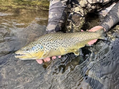 Premium Tungsten Nymph Fishing Flies for Trout - Multiple Hook Sizes