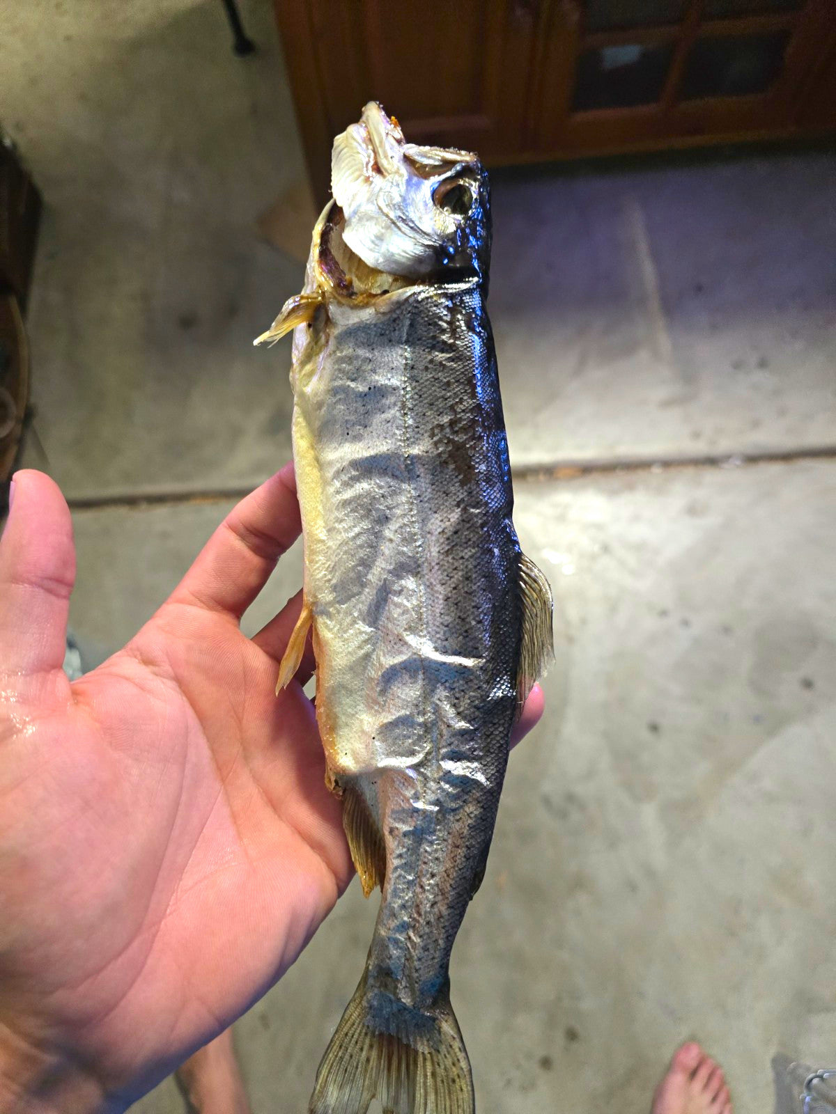 Preserved Dried Trout with Lacquer Finish - Mummified Fish Decor