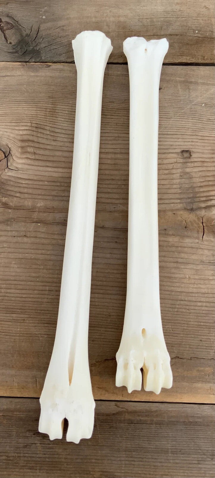 Deer Leg Cannon Bones - 8-11 Inch Metacarpal & Metatarsal Bones for Crafts