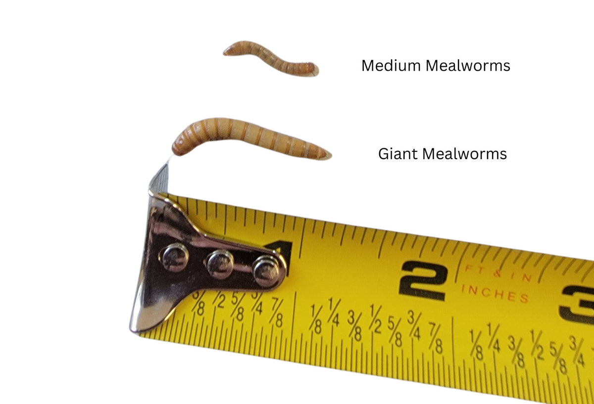 Live Giant Mealworms for Fishing & Pet Feeding - 100 to 1000 Count