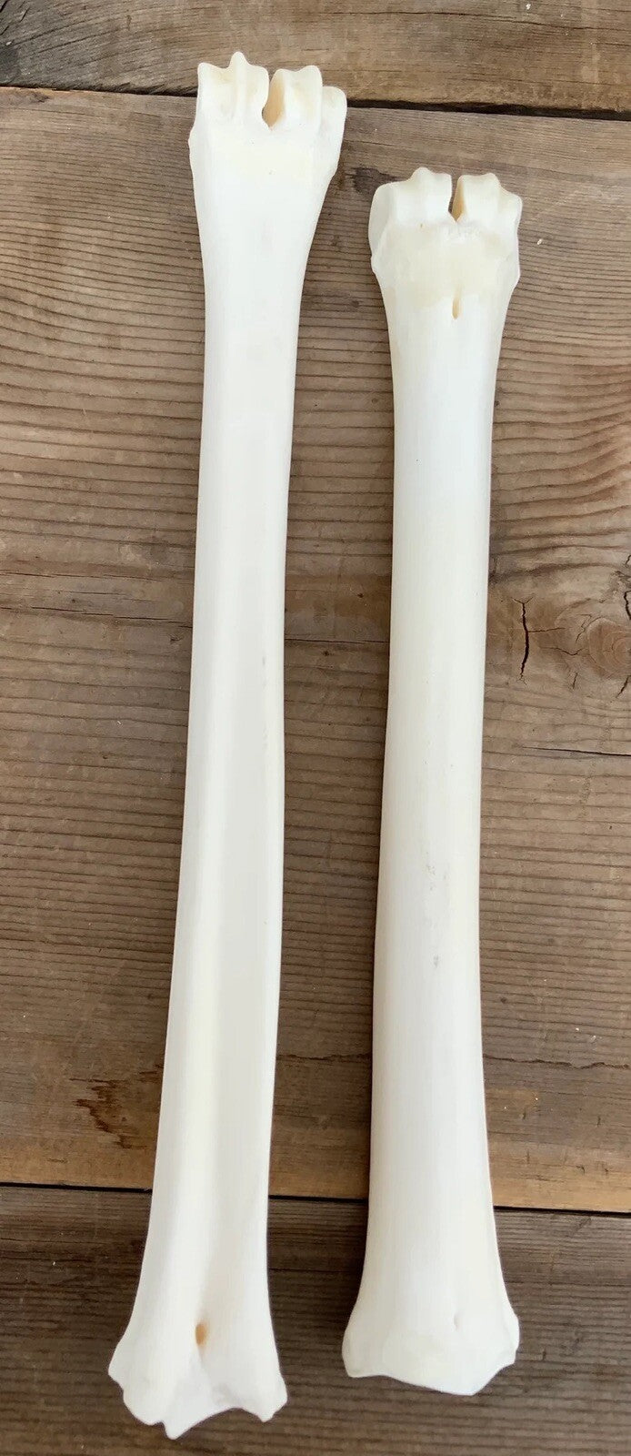 Deer Leg Cannon Bones - 8-11 Inch Metacarpal & Metatarsal Bones for Crafts