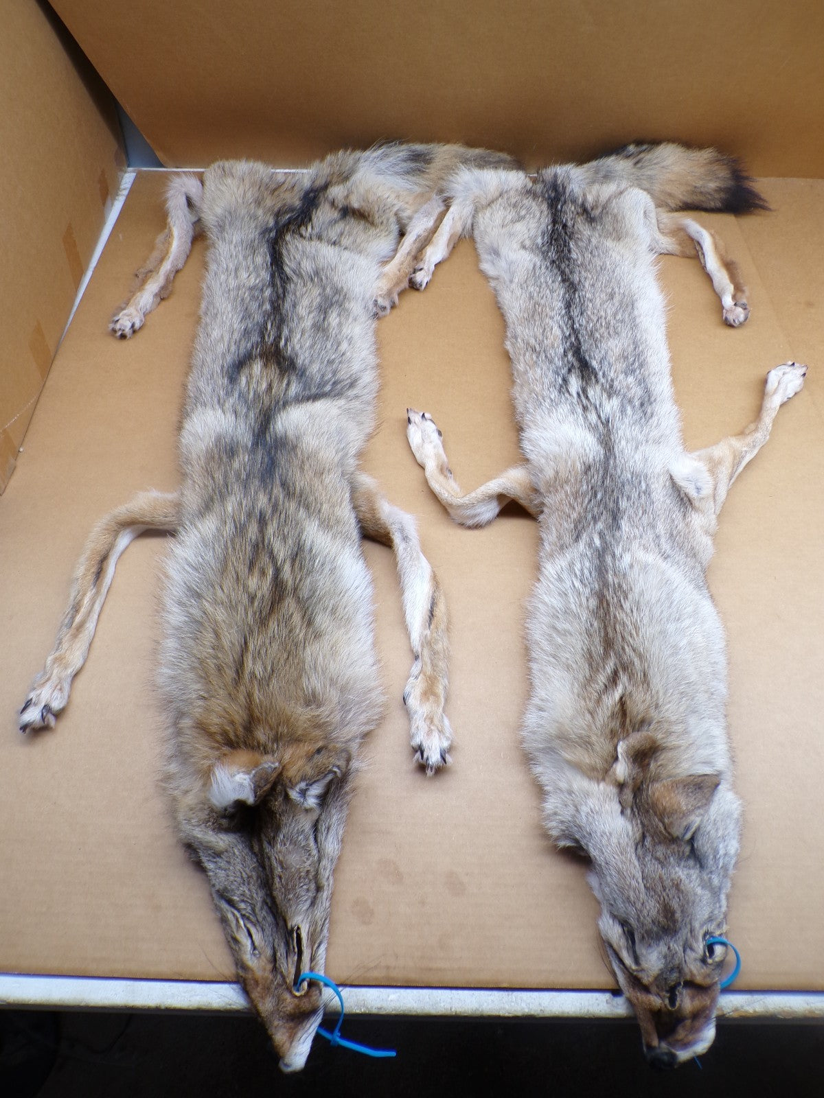 Professionally Tanned Eastern Coyote Hide - Fur & Leather for Crafting or Taxidermy