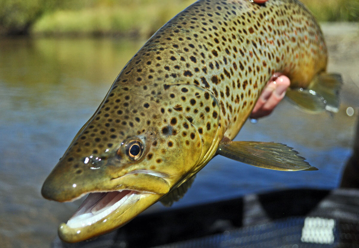 Premium Tungsten Nymph Fishing Flies for Trout - Multiple Hook Sizes