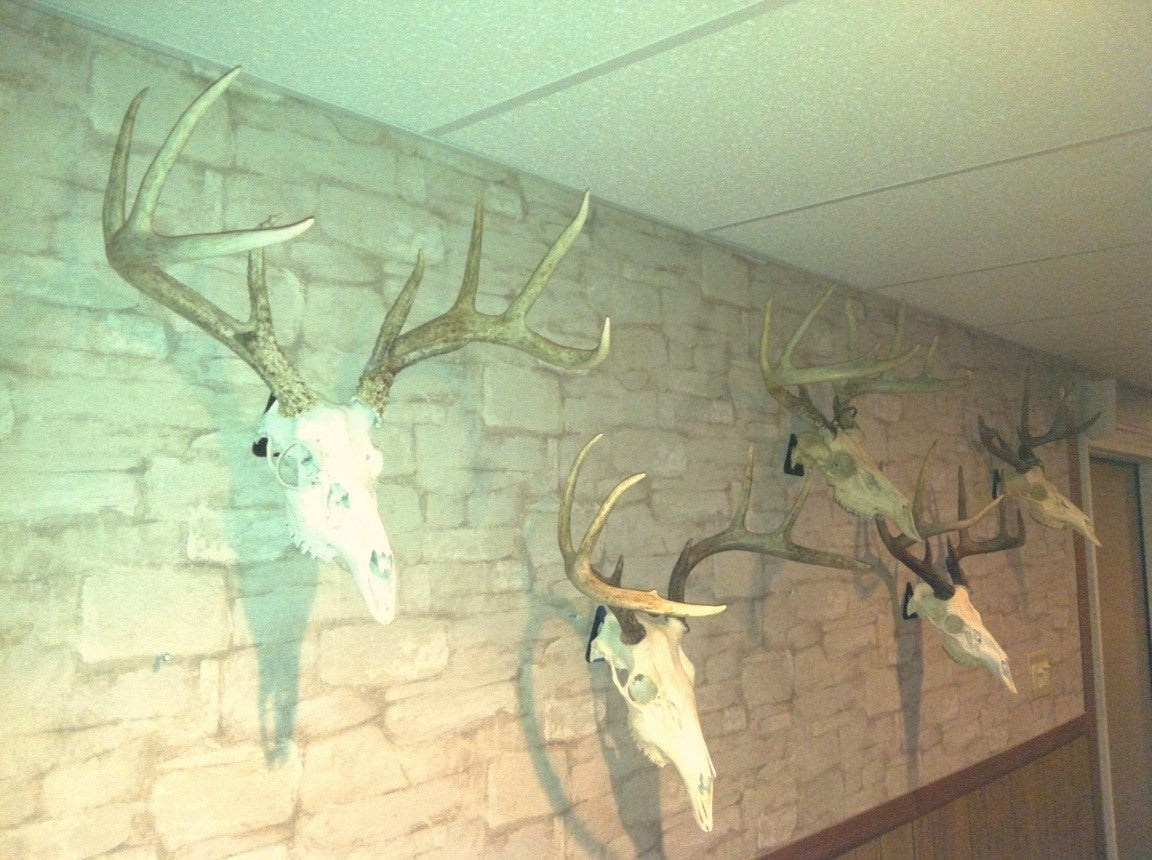 European Skull Mount Hanger - Deer Trophy Wall Hook for Taxidermy