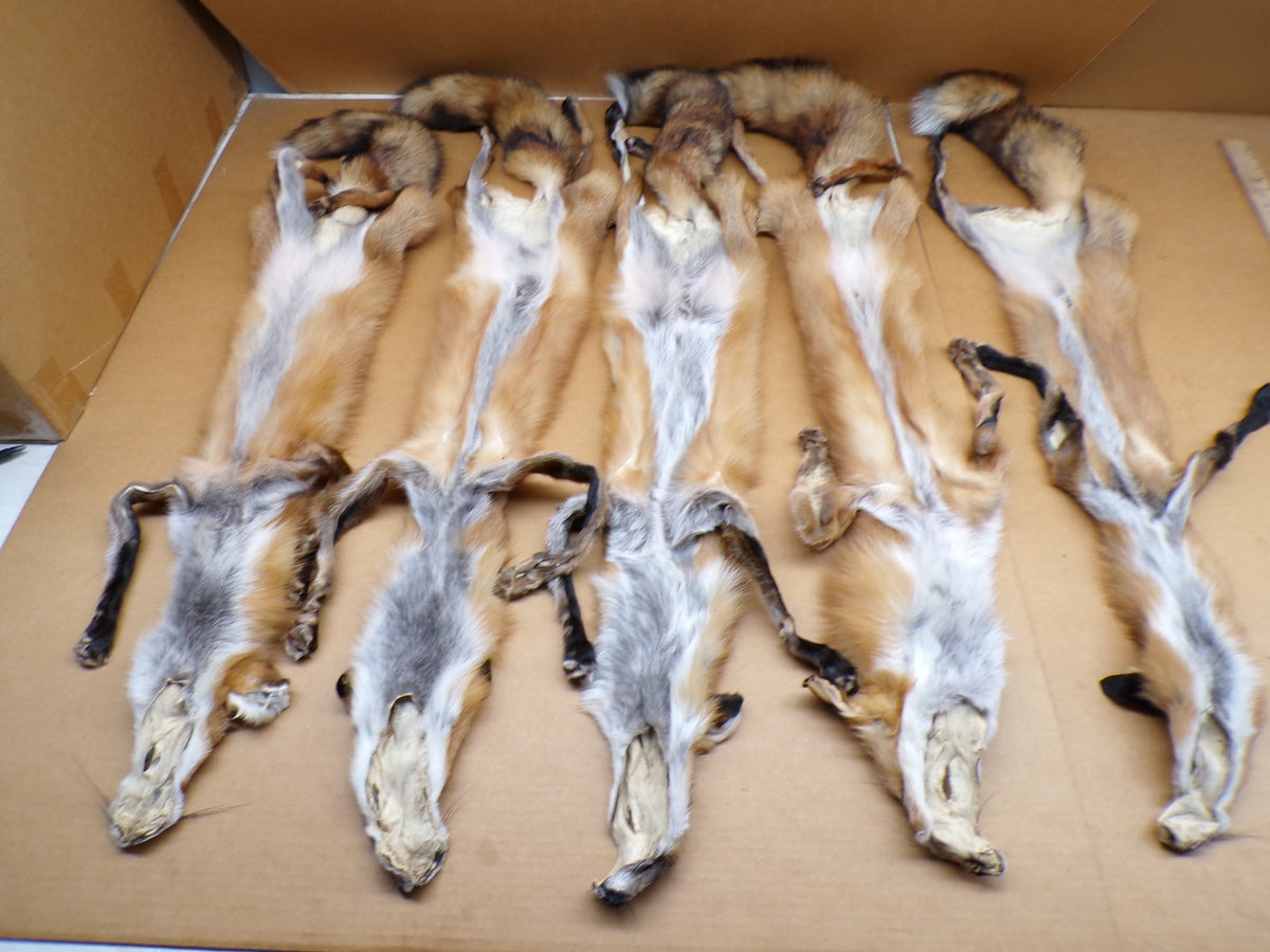 Red Fox Fur Hides with 4 Feet Attached - Tanned Wall Decor & Craft Material