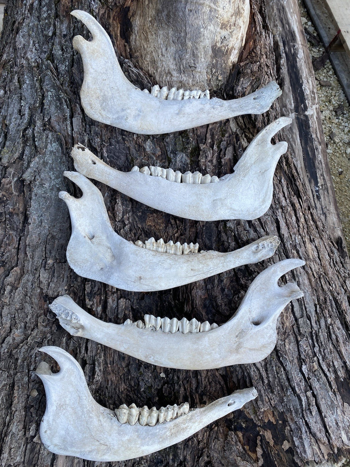 Large Buffalo/Bison Jaw Bones Log Cabin Decor - 16 Inches
