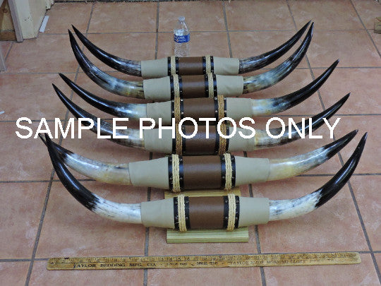 Mounted Longhorn Steer Horns Set - 3'0" to 3'6" Tip to Tip, Real & Polished