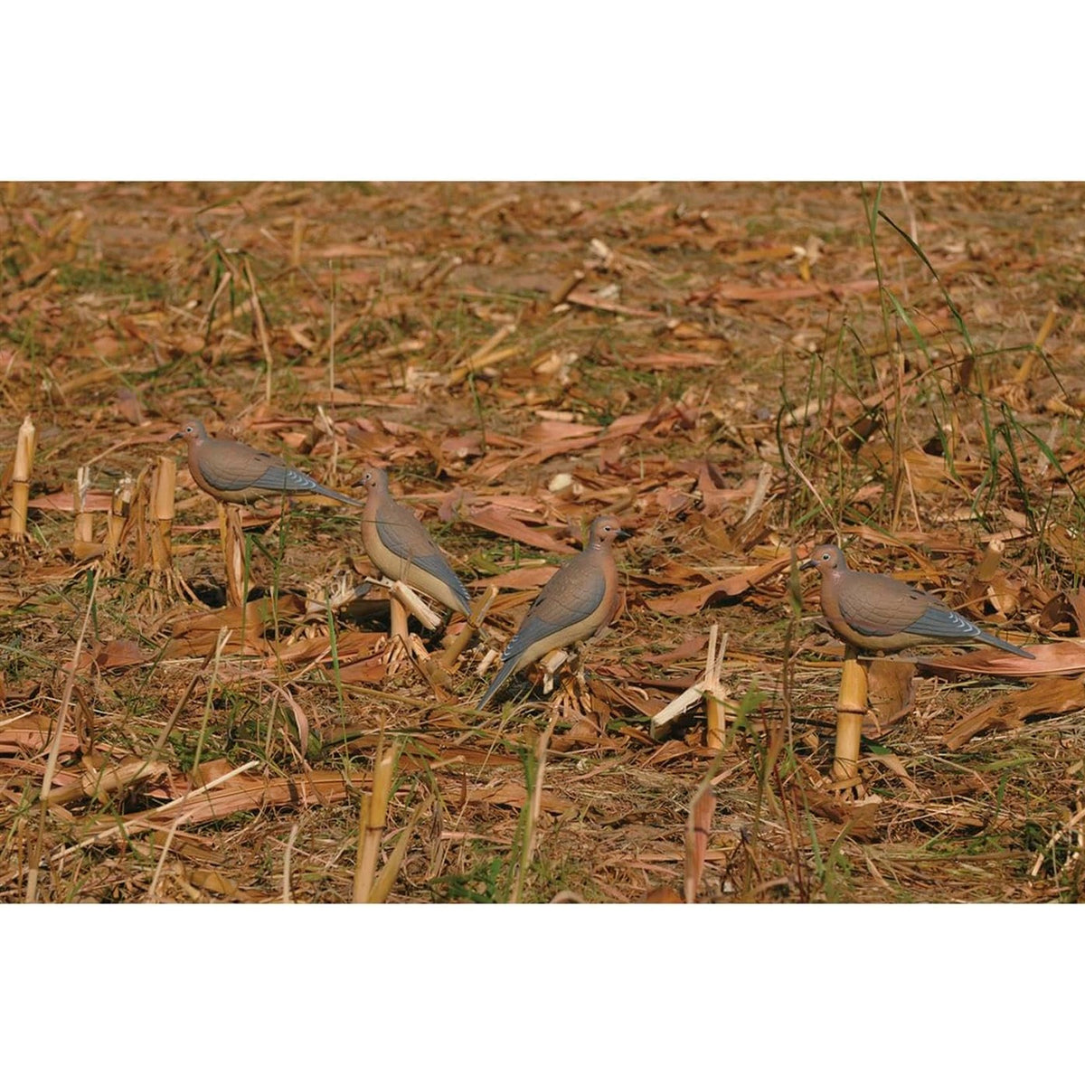 Realistic Mourning Dove Decoys Set - Full-Body Bird Hunting Props, 6 Pack