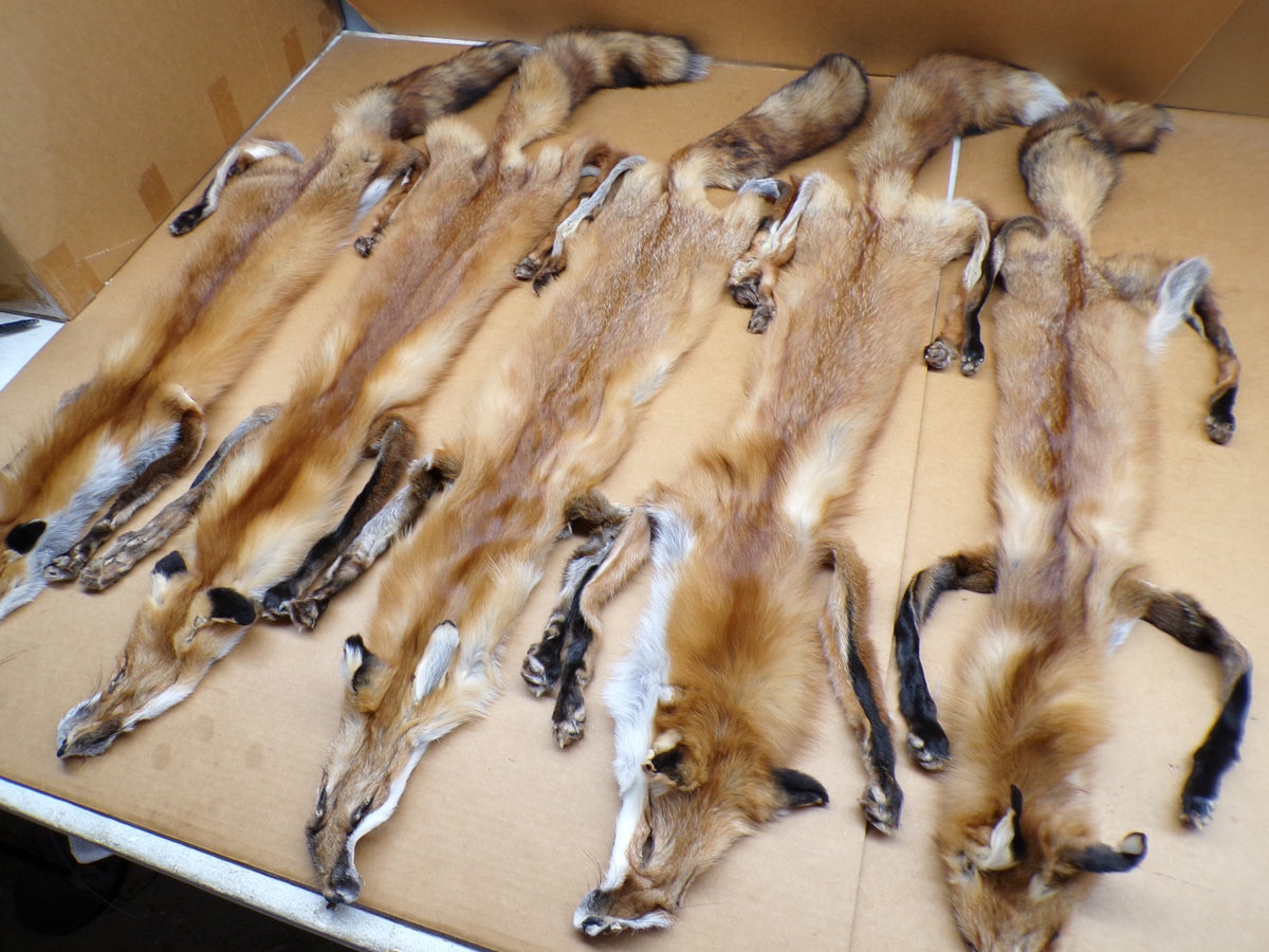 Red Fox Fur Hides with 4 Feet Attached - Tanned Wall Decor & Craft Material