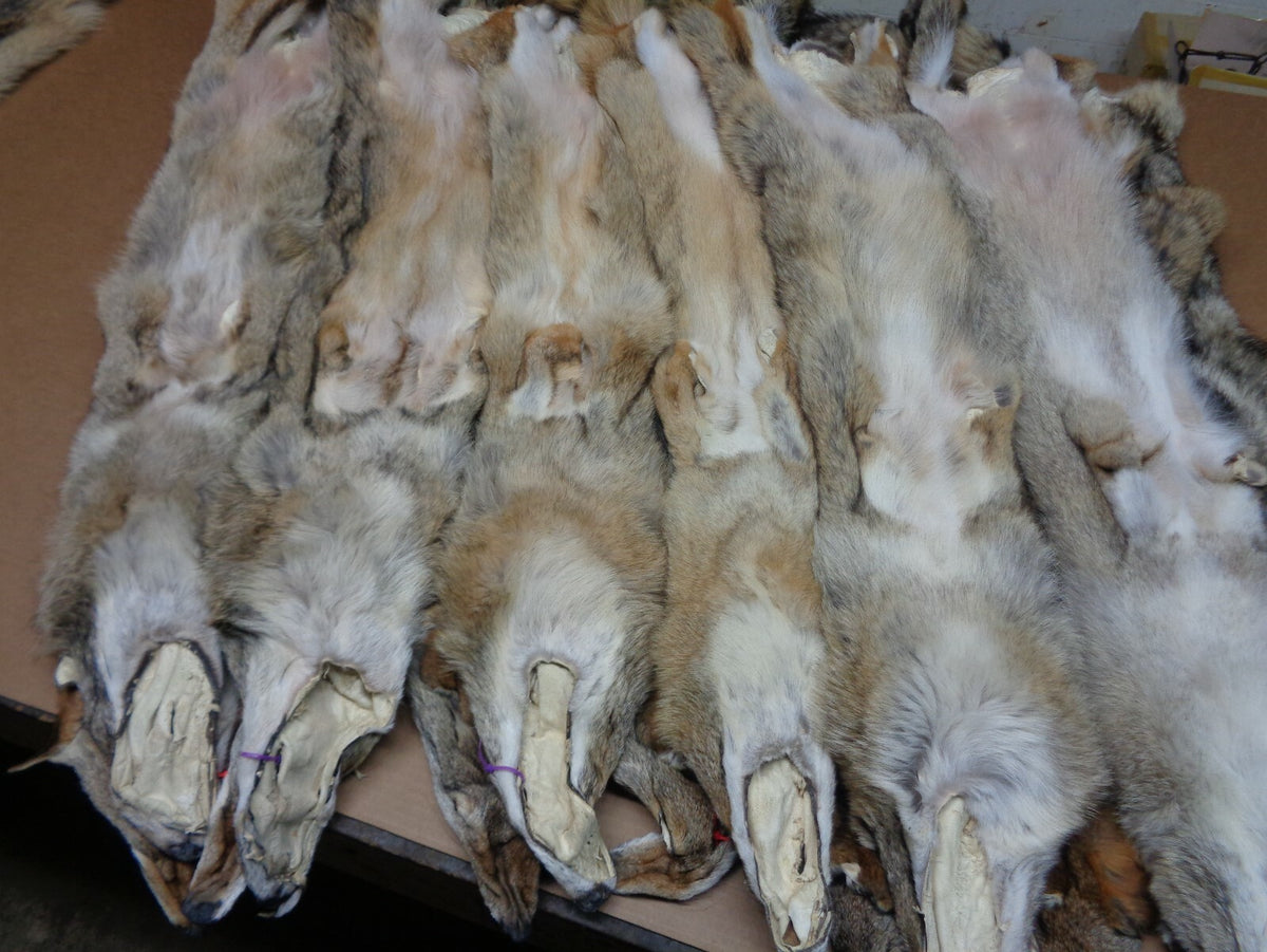 Prime Tanned Coyote Hide - XXL/XL Semi-Heavy Fur with Full Tail for Crafts & Taxidermy