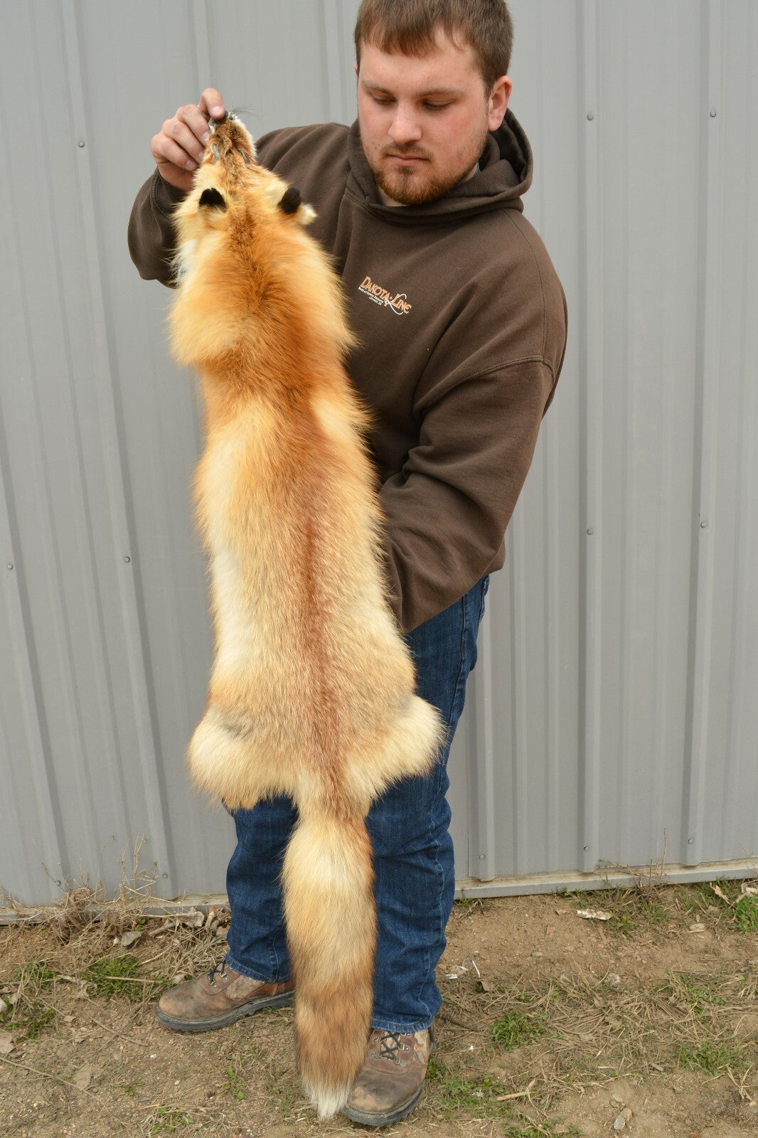 Western Heavy Red Fox Fur Pelts - Medium Grade for Décor & Crafting