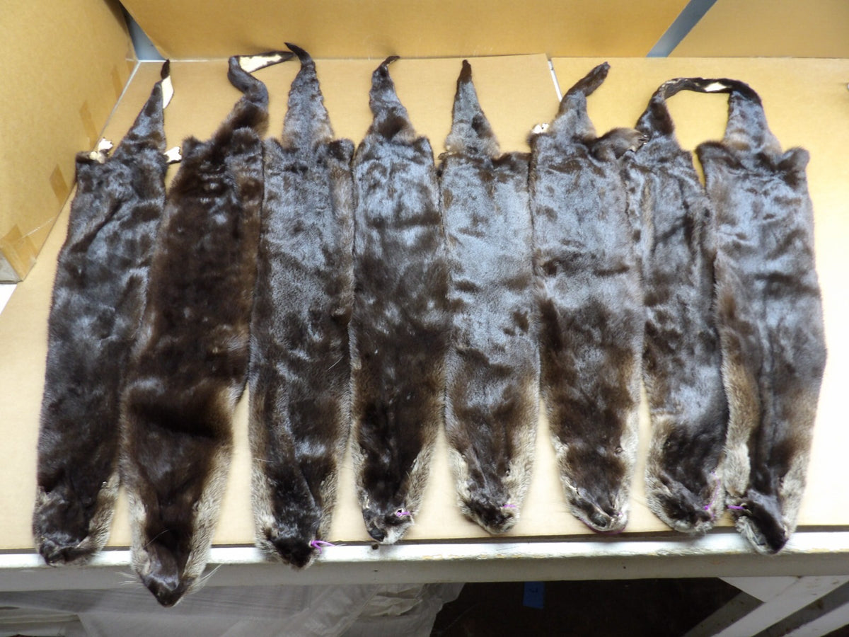 North American XXL Dark River Otter Pelts - Professionally Tanned Furs