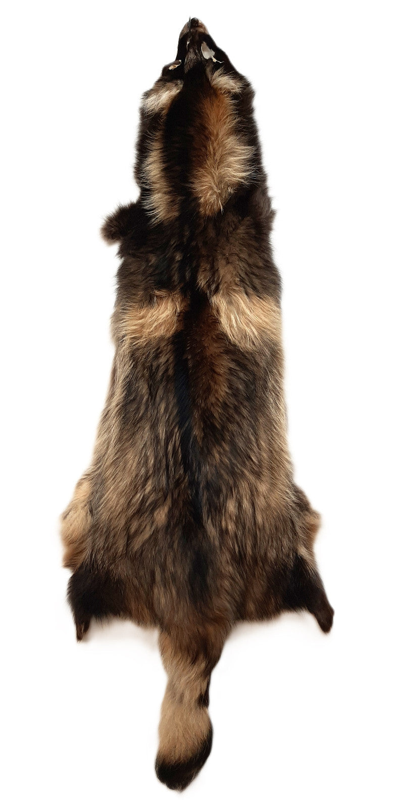 Large Tanned Finnish Coonskin Fur Pelt - Thick Long Fur, Unique Colors