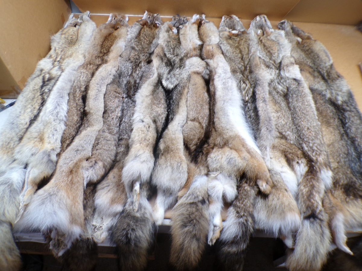 Professionally Tanned Eastern Coyote Hide - Fur & Leather for Crafting or Taxidermy