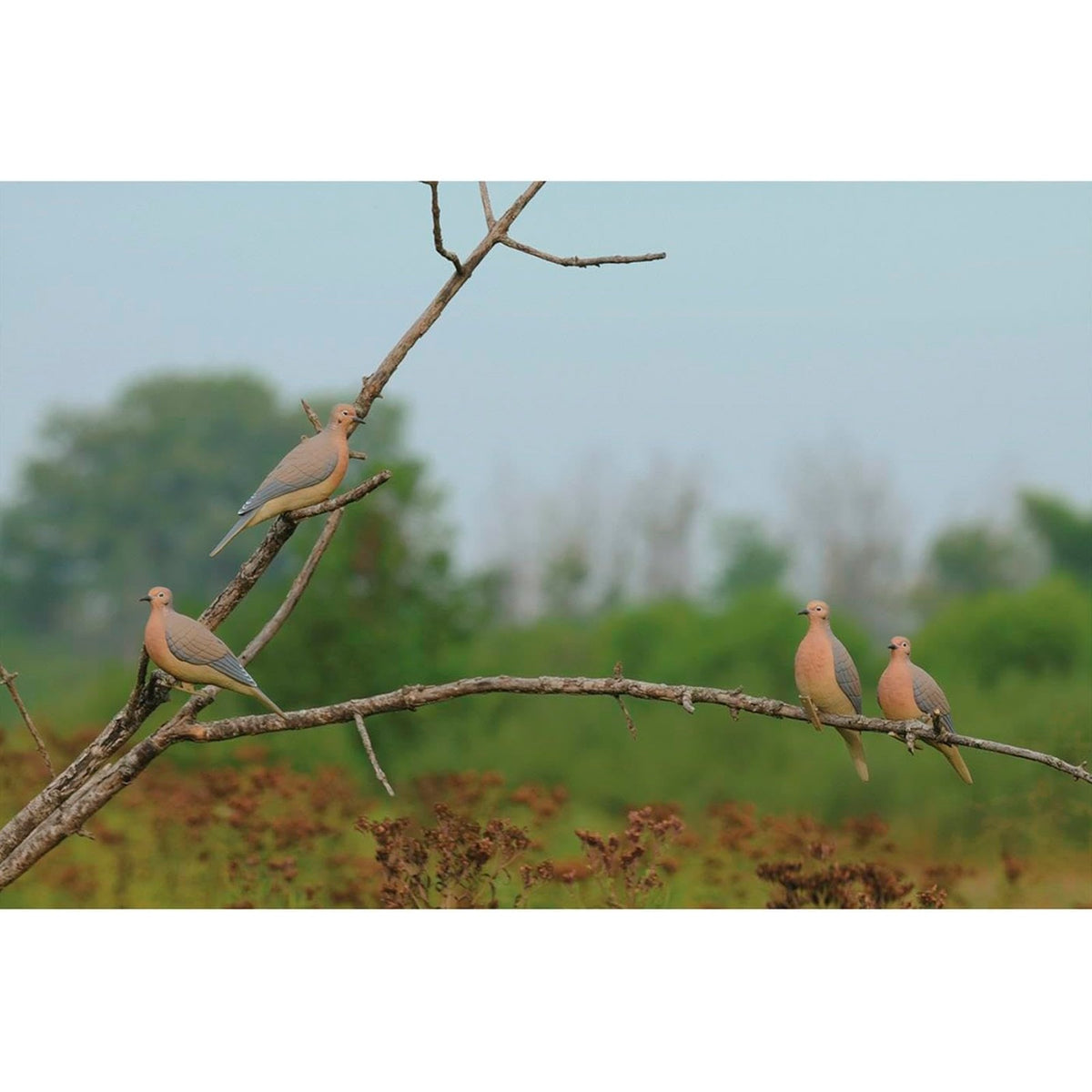 Realistic Mourning Dove Decoys Set - Full-Body Bird Hunting Props, 6 Pack