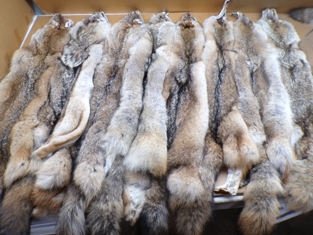 Professionally Tanned Eastern Coyote Hide - Fur & Leather for Crafting or Taxidermy