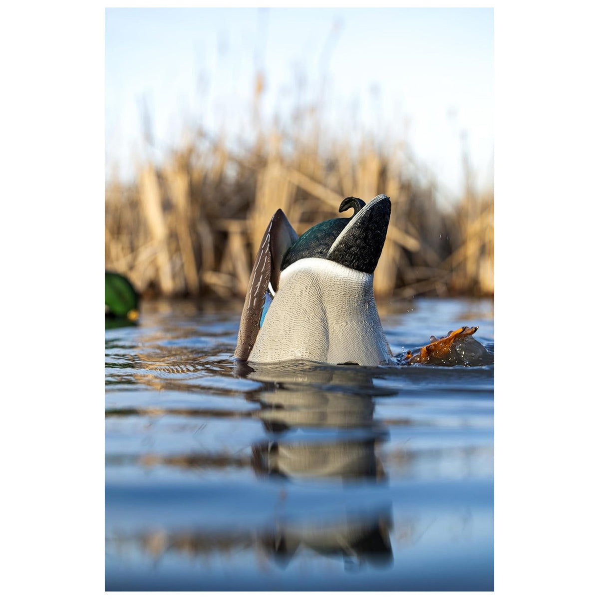 Realistic Mallard Duck Decoy with Motion Kicking Feet for Waterfowl Hunting