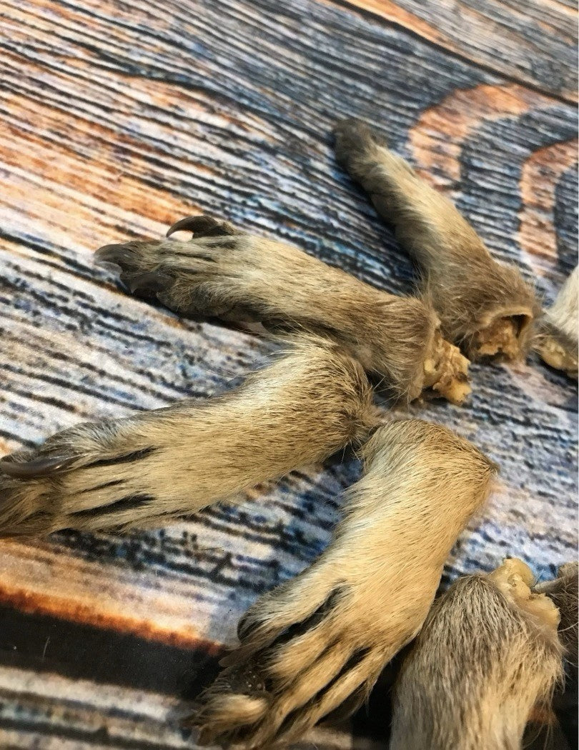 10 Real Raccoon Feet for Taxidermy Art & Craft Projects - Dried & Cured