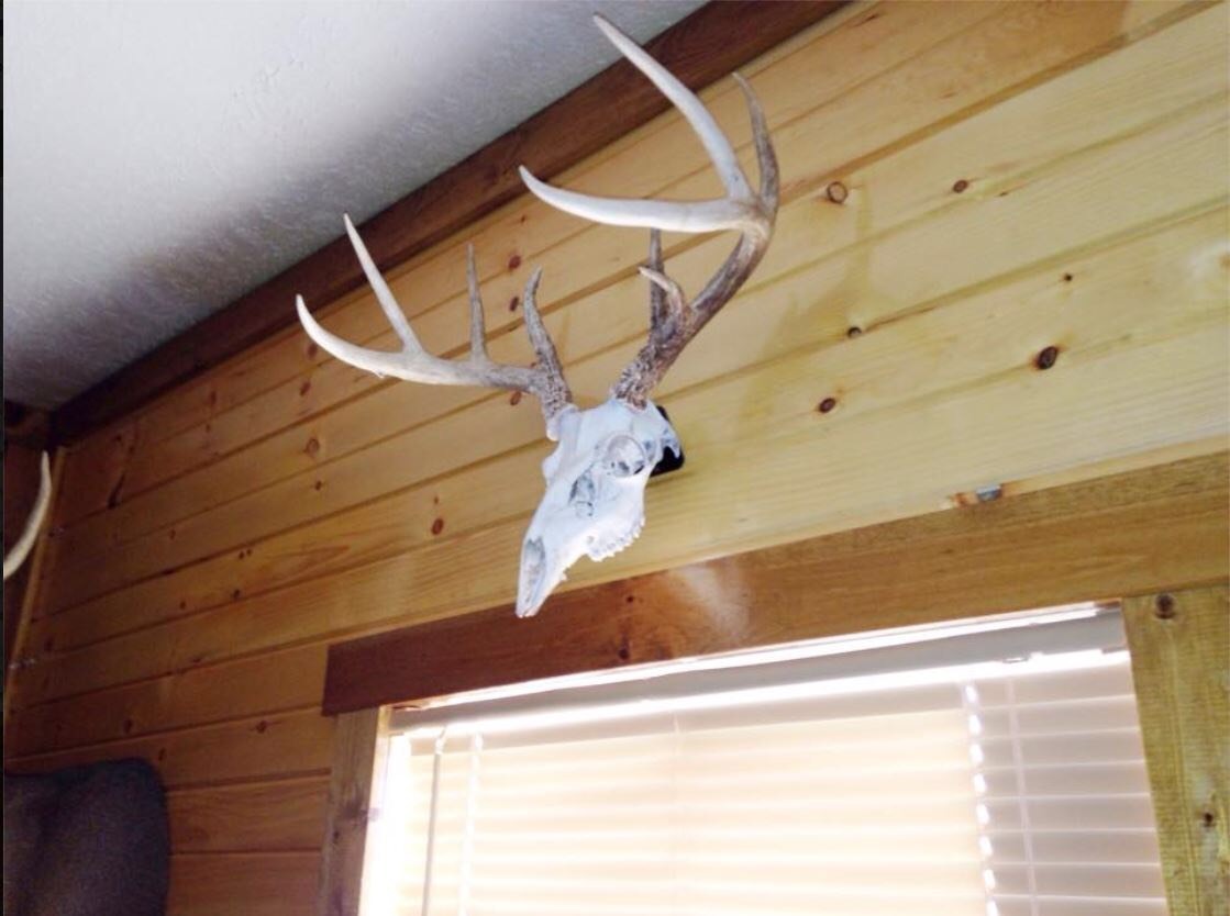 European Skull Mount Hanger - Deer Trophy Wall Hook for Taxidermy