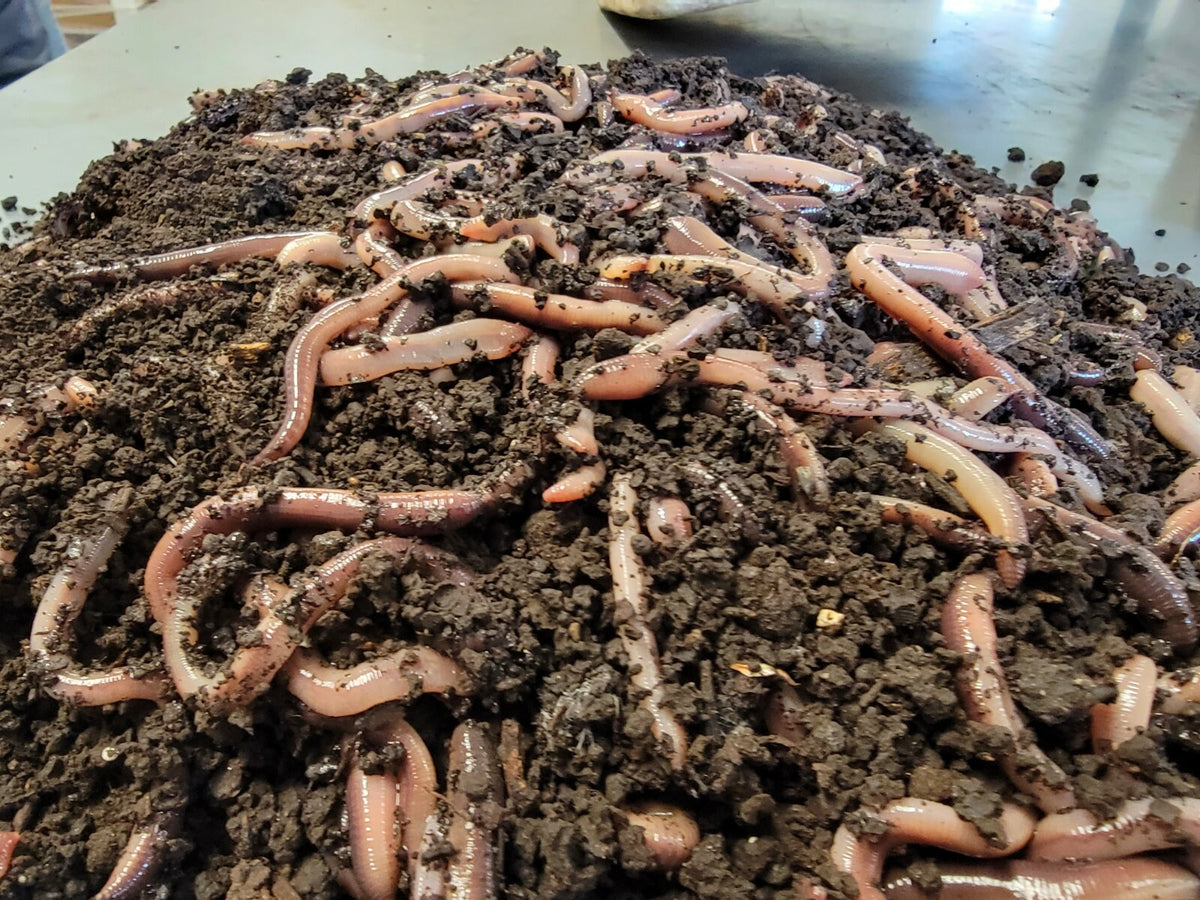 Live Baby Canadian Nightcrawlers for Fishing & Reptiles - Multiple Quantities