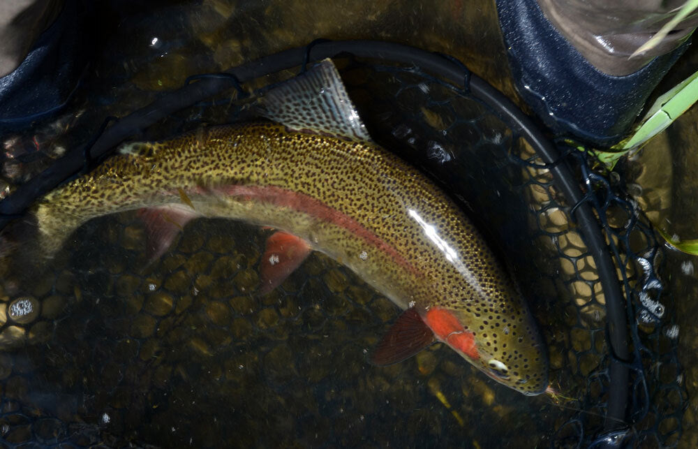 Premium Trout Fly Fishing Flies Set - UV Baetis Nymphs for Fly Fishing