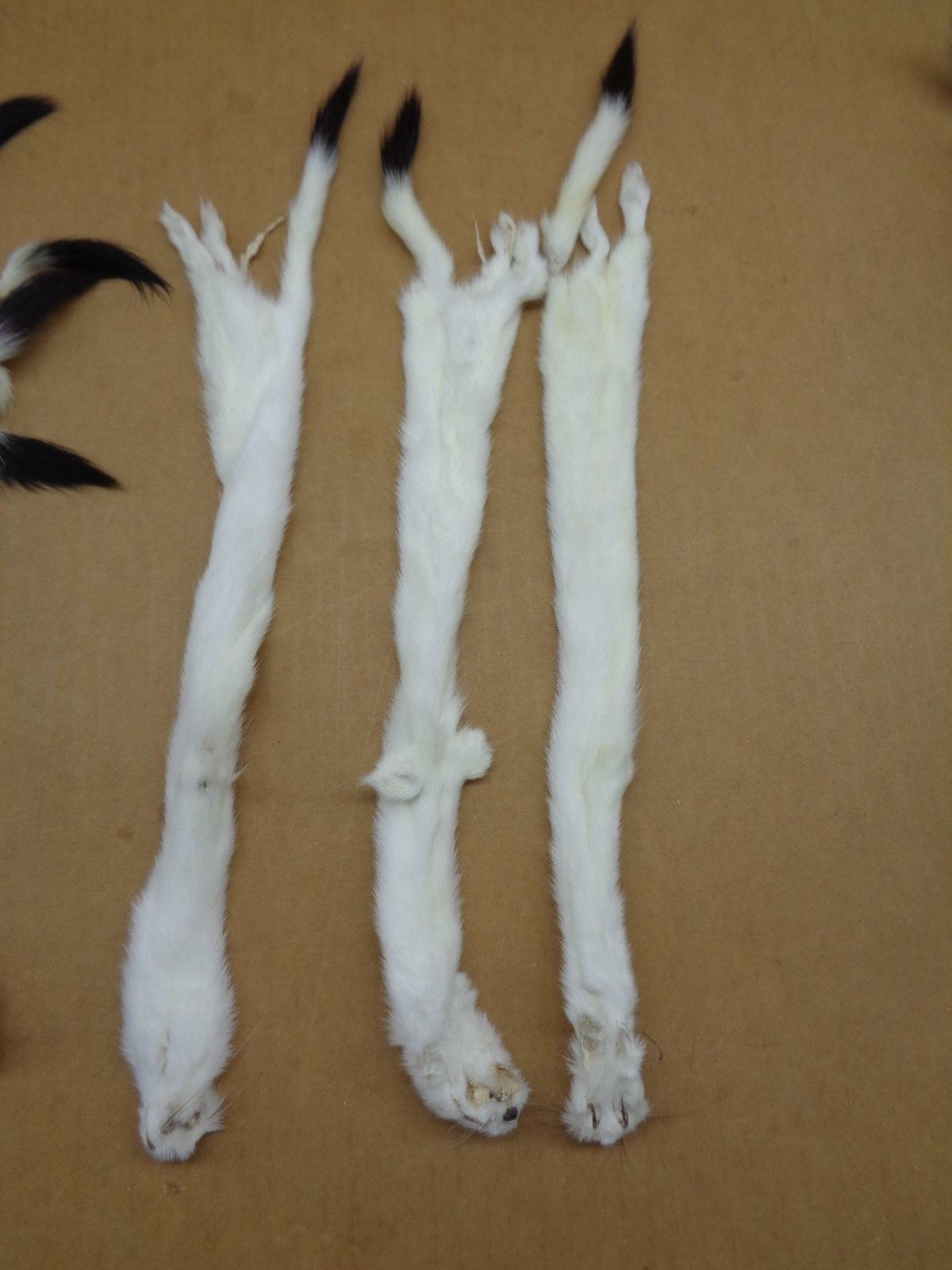 Tanned Ermine Fur with Full Tail for Crafting Wall Decor & Stocking Stuffers
