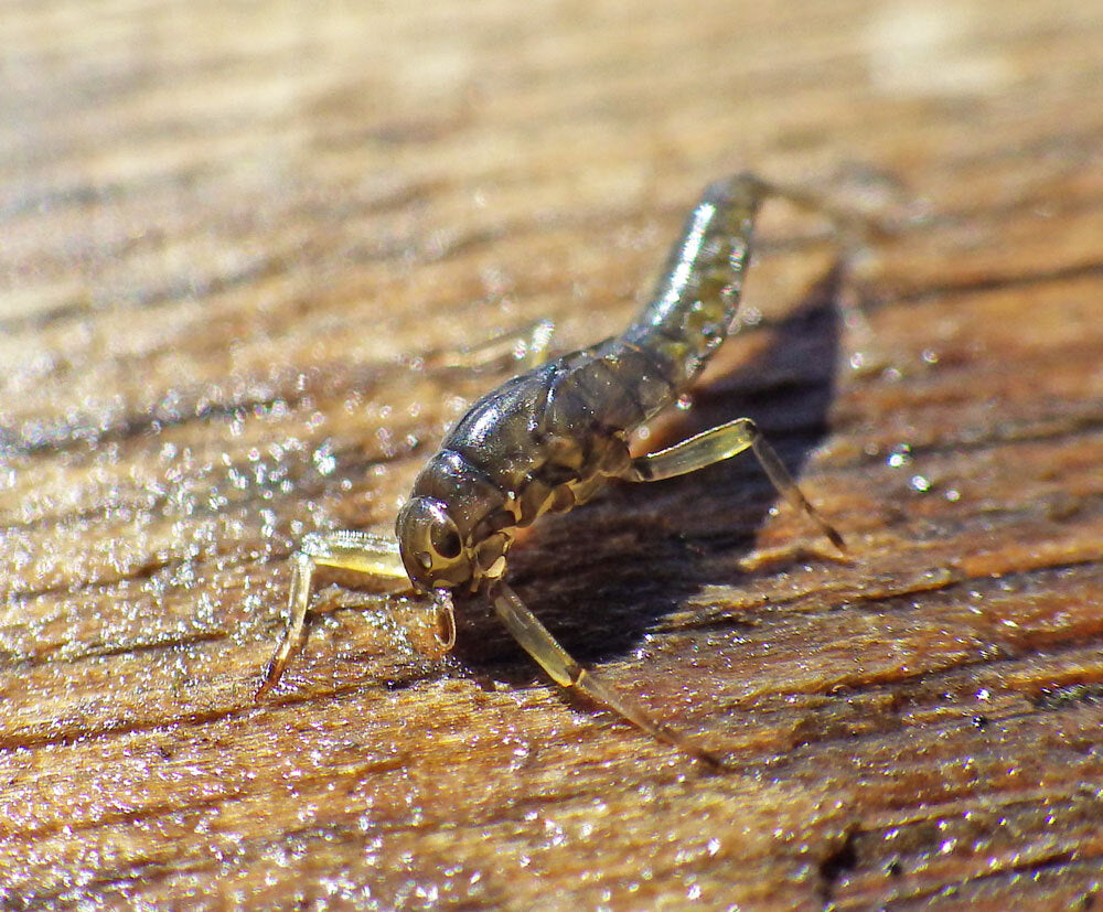 Premium Trout Fly Fishing Flies Olive Nymph Emergers - Guide Tied
