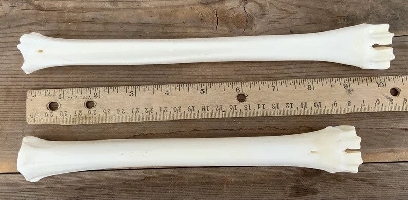 Deer Leg Cannon Bones - 8-11 Inch Metacarpal & Metatarsal Bones for Crafts